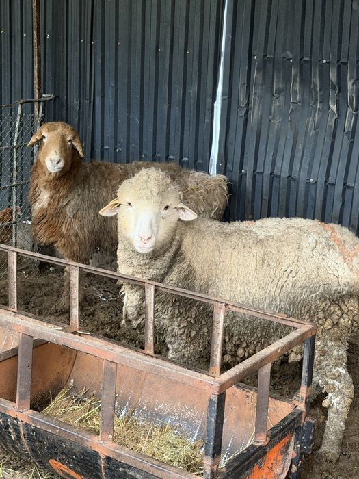 Бордақы откорм саулық бараны