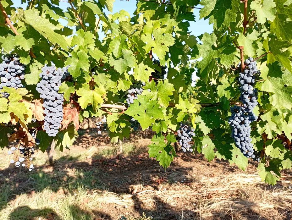 Продава се Земеделски имот в с. Брестовица, Област Пловдив -  кв.м за 230 €/дка - Снимка #1