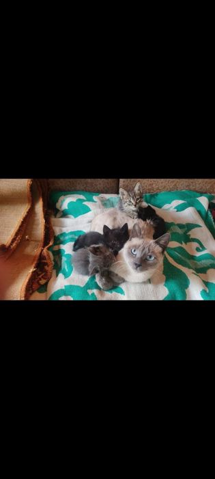 Кошка и котята бесплатно