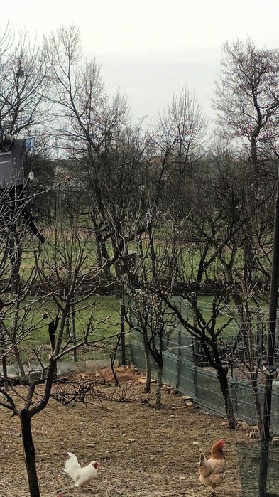 De vanzare 2perechi de gaini iopan