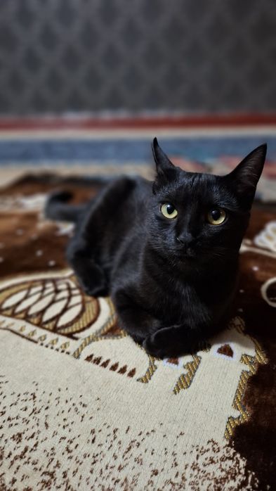 Хадияга, яхши колларга