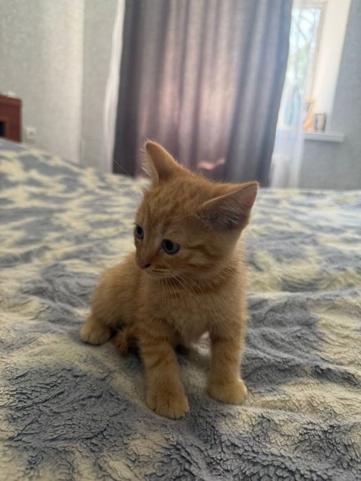 Котята в хорошие руки