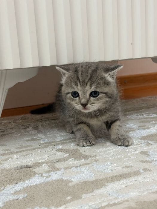 Продается британские котята