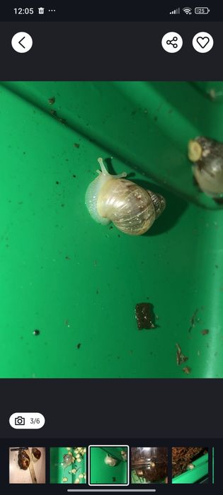 Продам улиток ахатин