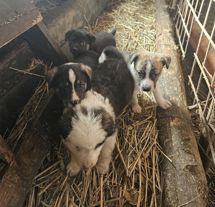 Adopție catei talie mica-medie