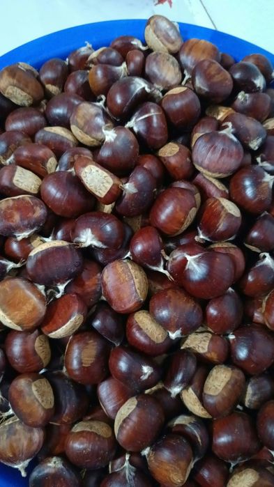 Castane proaspete 30ron kg