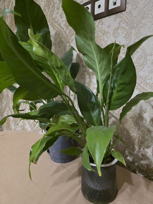 Женское счастье цветы комнатные