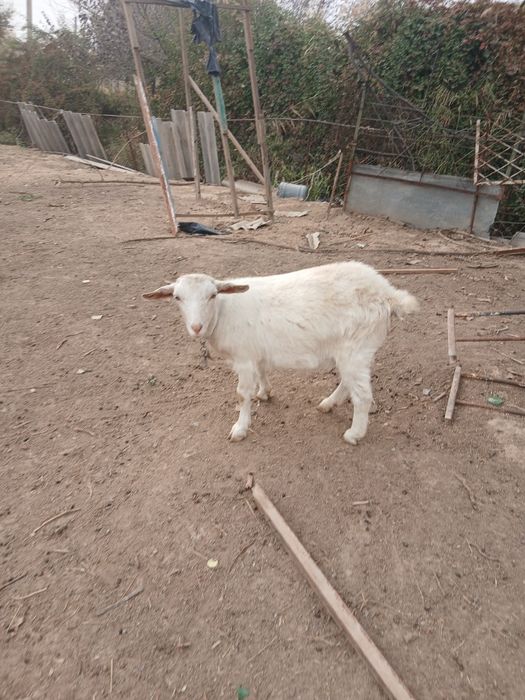 Продаётся зааненская коза