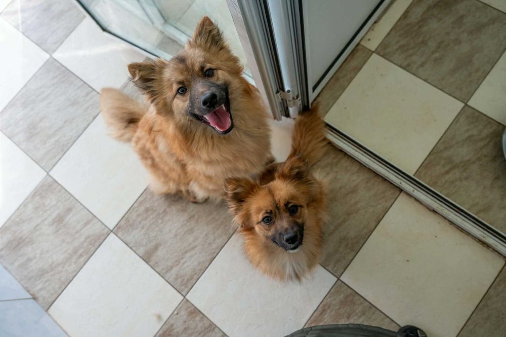 Кученца/котенце за осиновяване