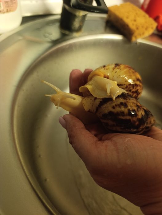 Продам улиток ахатинов