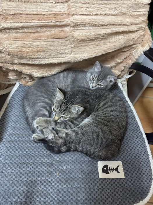 Красивые котята!
