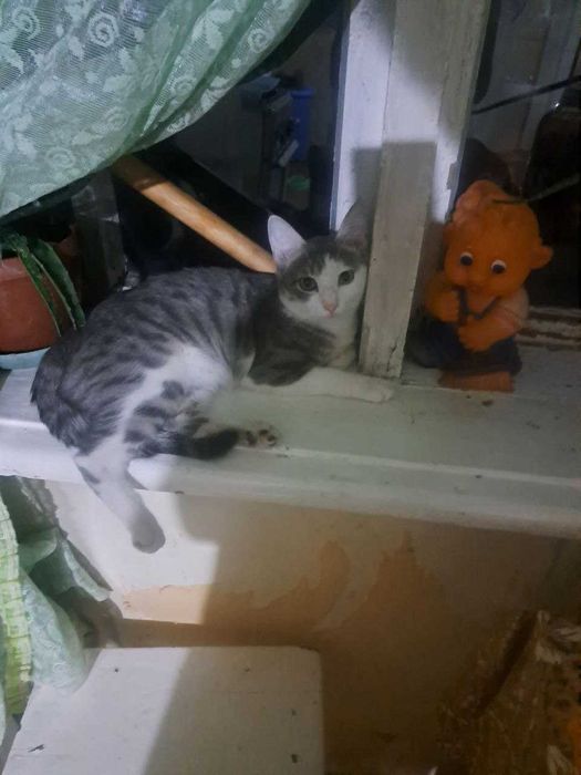 Котенок бесплатно мальчики