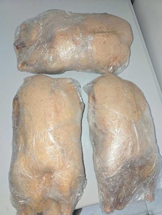 Мясо тушки домашних уток и индейки.