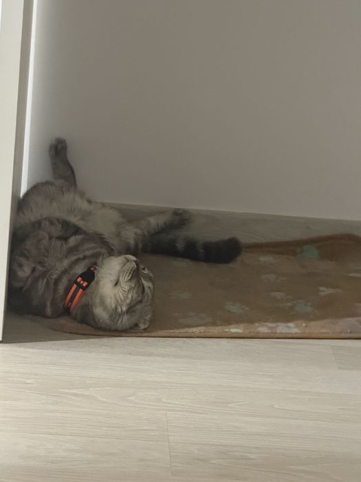 Отдаём кота в хорошие руки