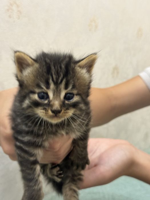 Продаются милые котята — 5 000 ₸