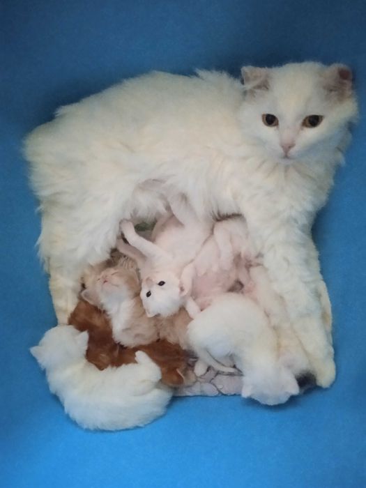 Белые пушистики ангорки, 40 дней.