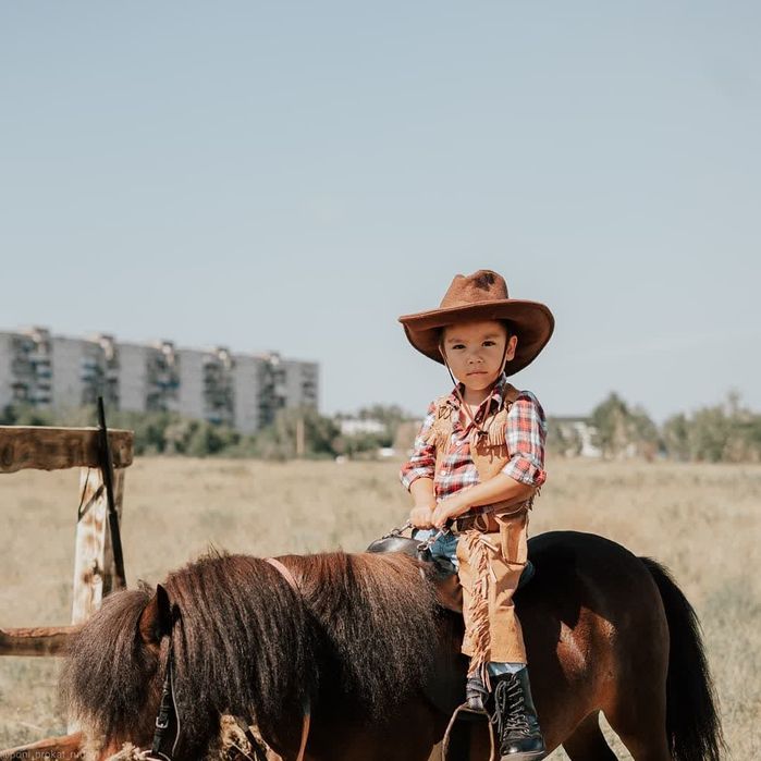 Шотландский пони жеребчик
