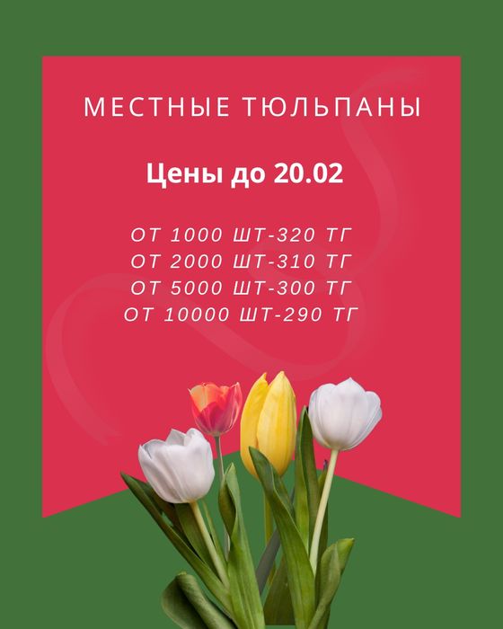 тюльпаны оптом от производителя