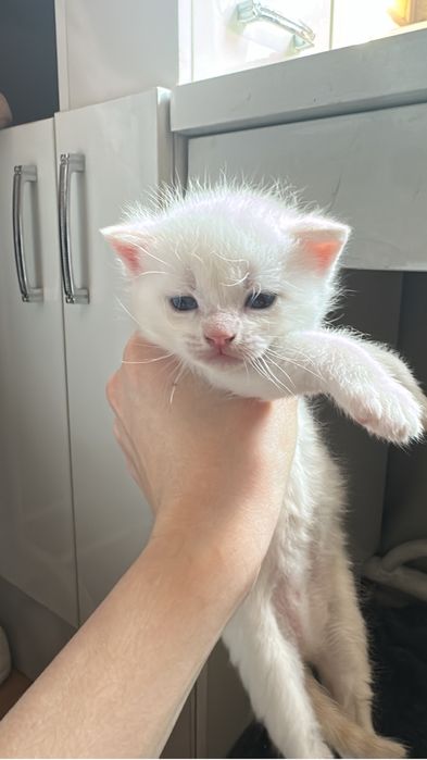 Котята-полу шотландцы