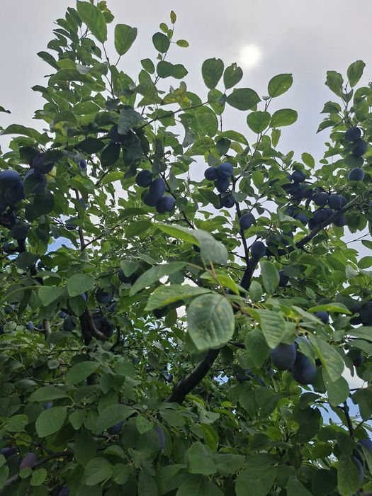 Prune pentru  masa