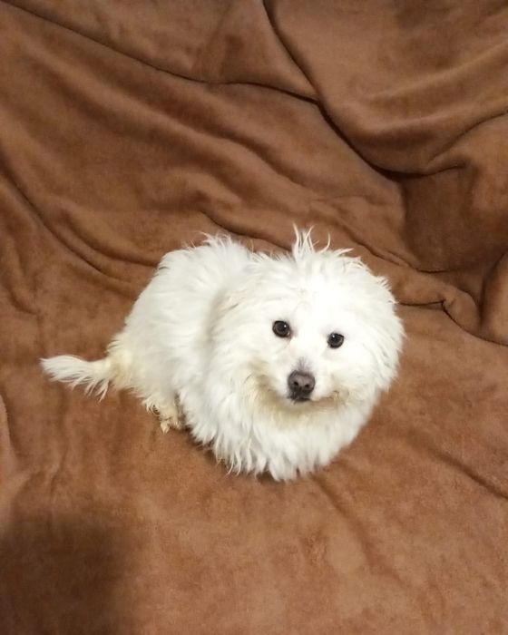 Bishon Femela - 2 ani