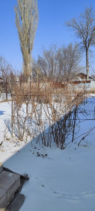 Саженцы смородина,малина