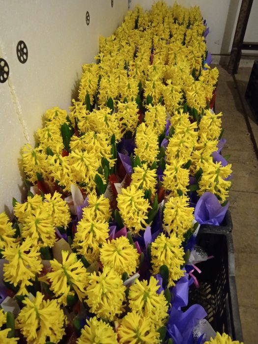 Тюльпаны и гиацинты к 8 марта