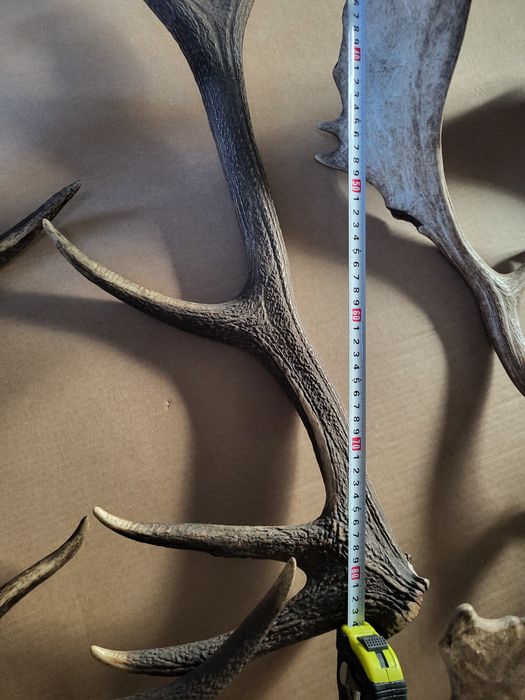 Продавам рога от срандак и лопатар