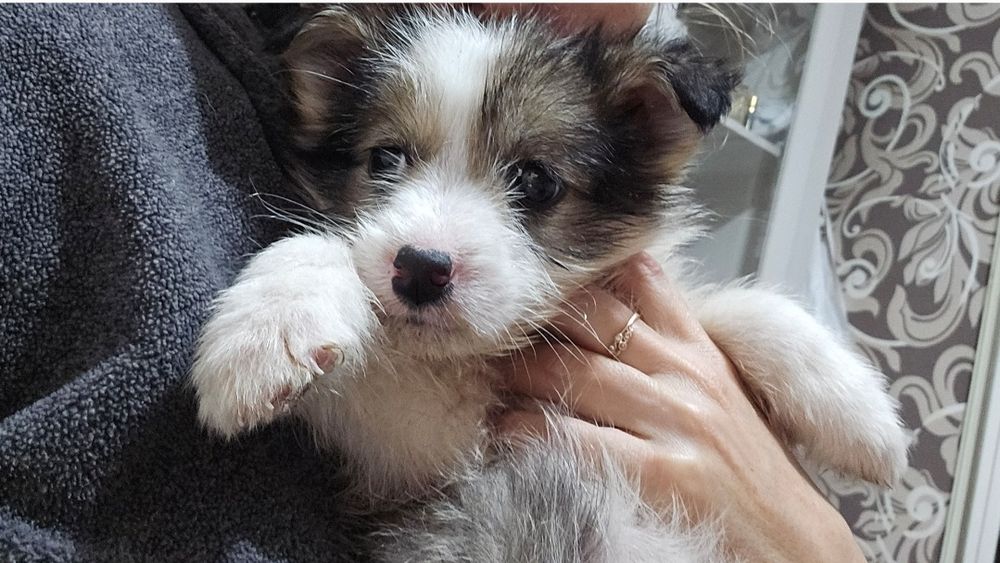 Отдам щенка 3 месяца