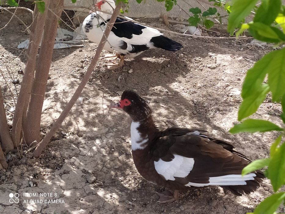 Indiutka tuxumlari sotiladi 8 mingdan