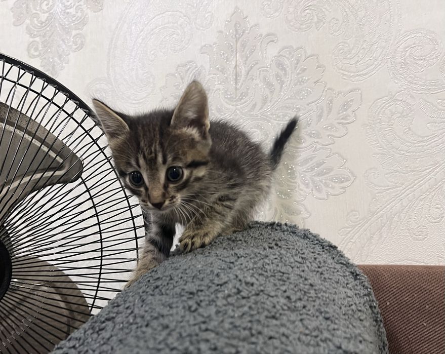 Отдам в добрые руки котят