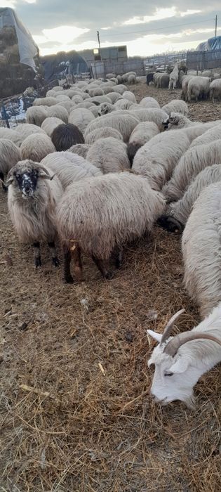 Oi de vânzare, oi gestante