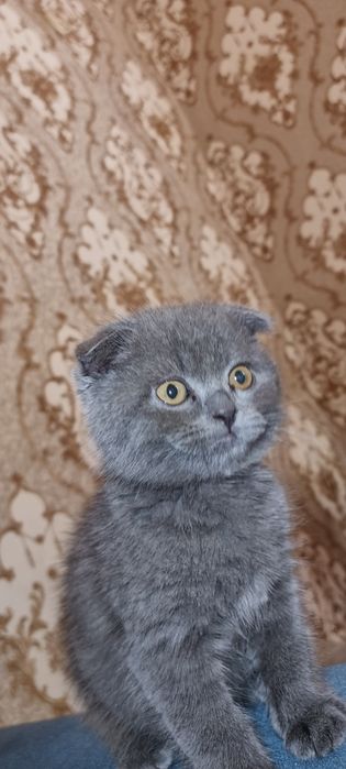 Котёнок продаётся