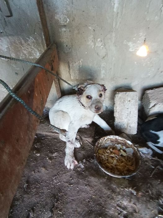 Қазақы күшіктер бар