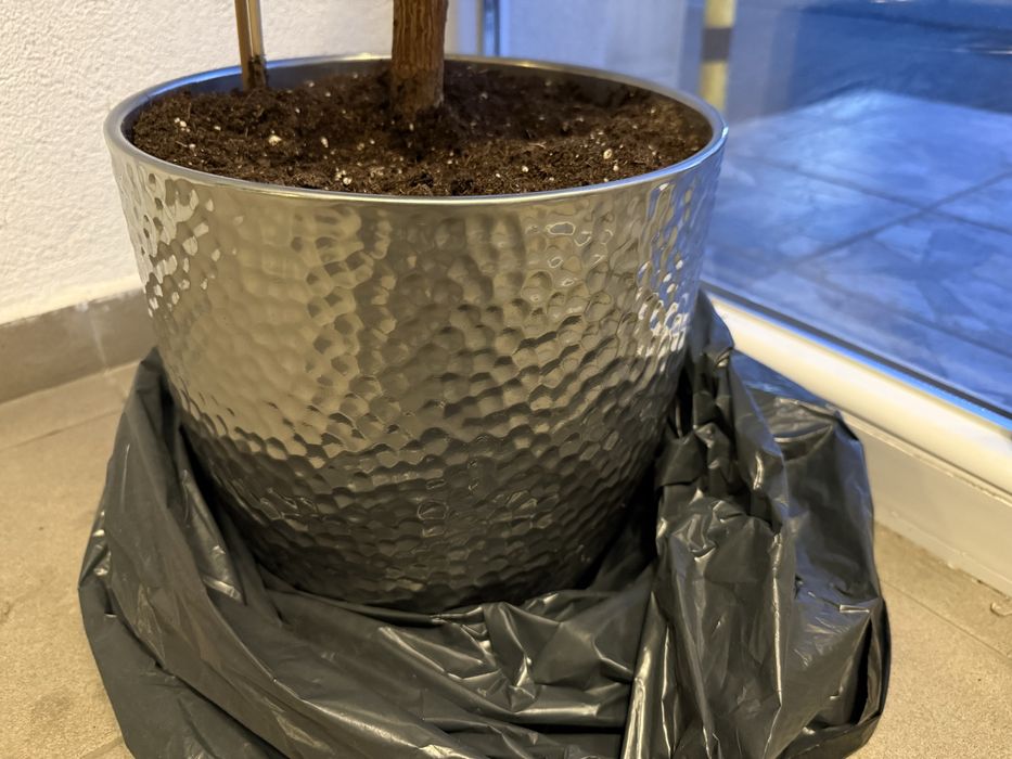 Planta ficus elastica