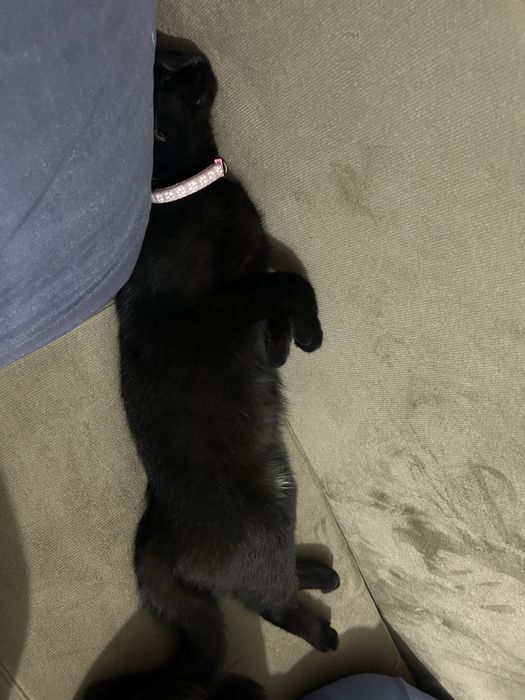 отдаю кошку  бесплатно