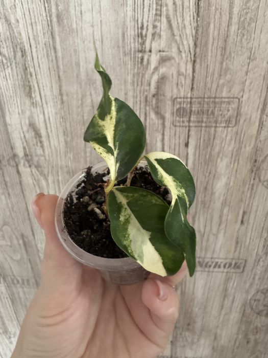 Комнатные растения