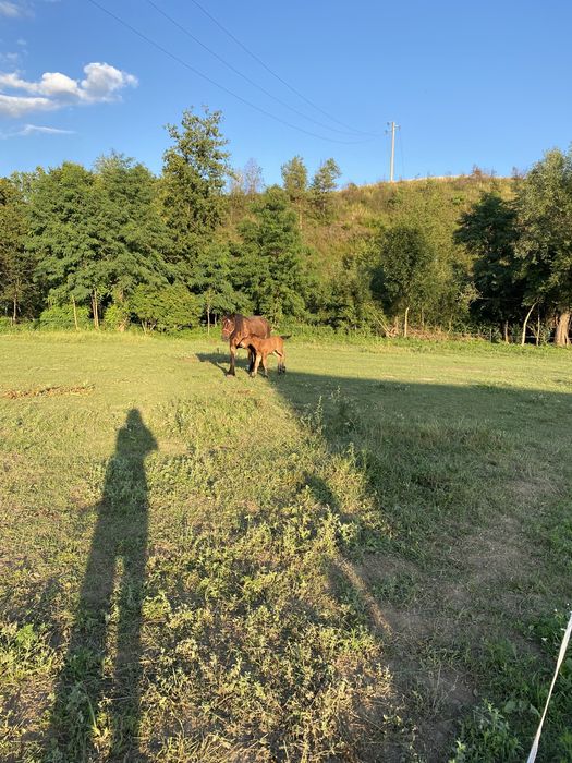 Iapa ardeneza si manz