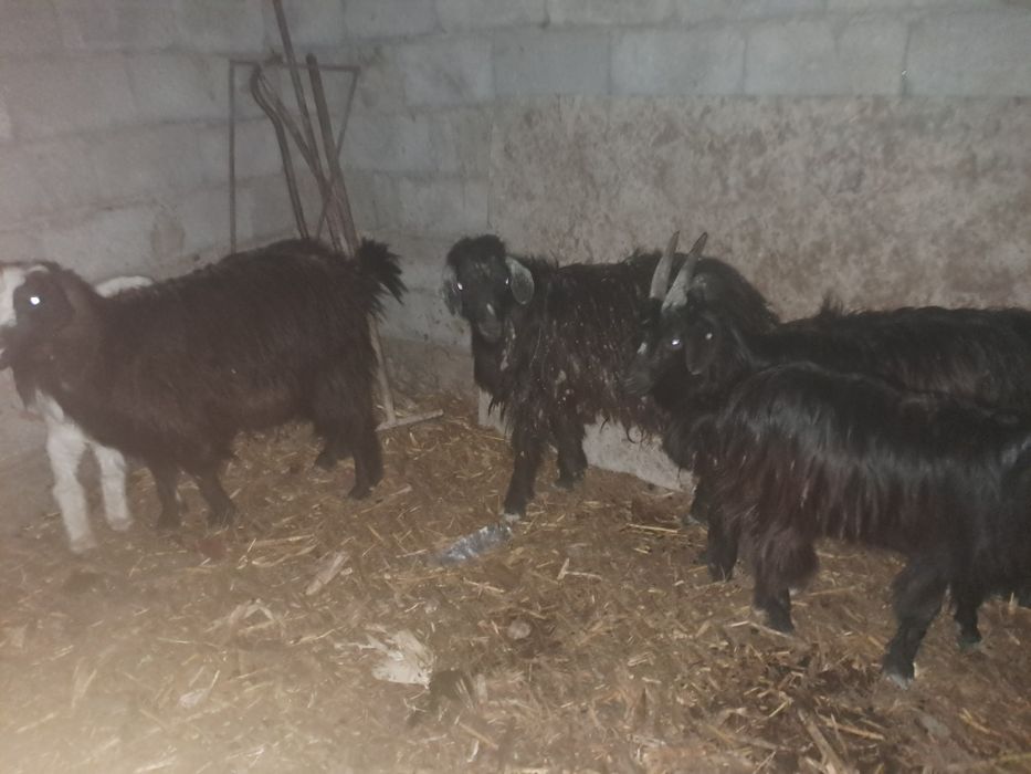 Ешкілер сатылады