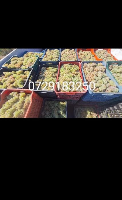 vand struguri de vin cu transport la domiciliu