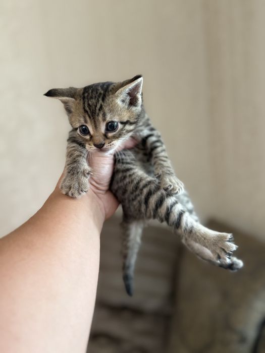 Вислоухие котята
