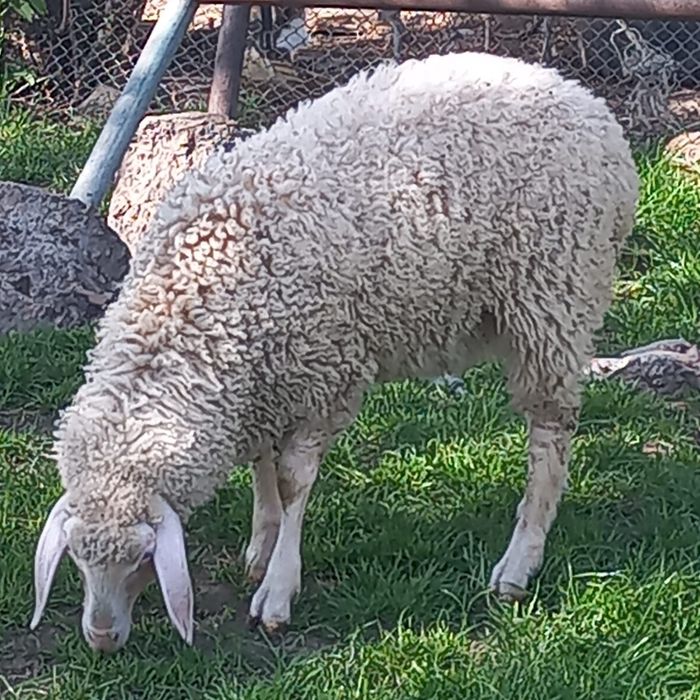 De vinzare mielute de asaf pur metisat cu bergamasca