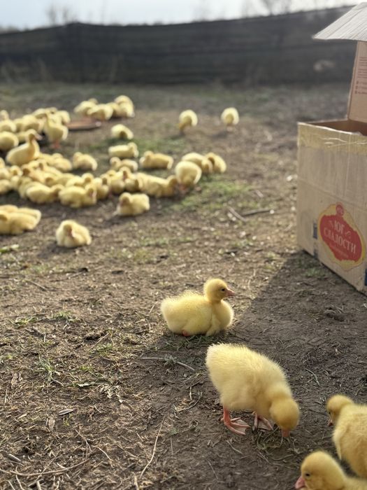 Гуси гусята линда