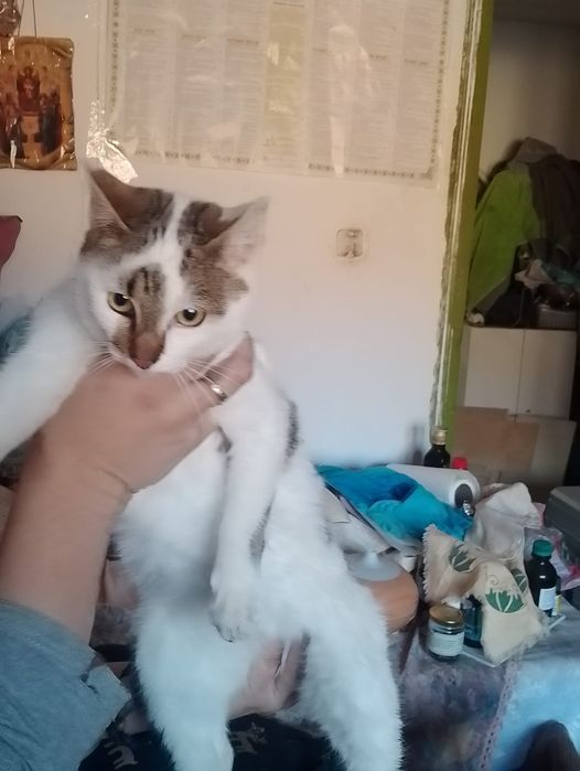 Motanel spre adoptie