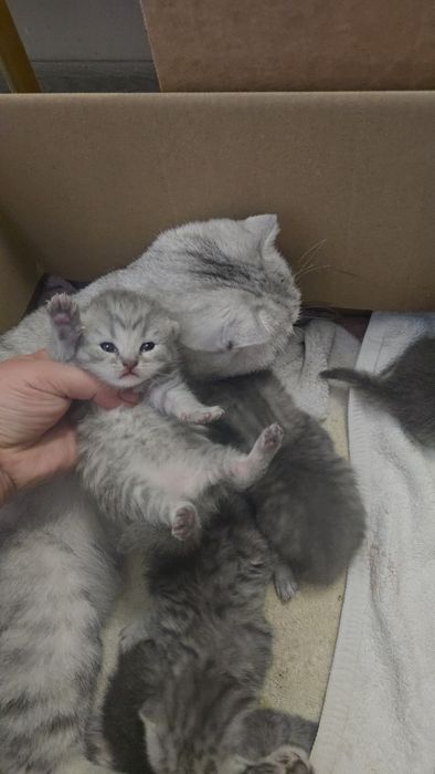 Серебристый табби шиншилла девичка и мальчик