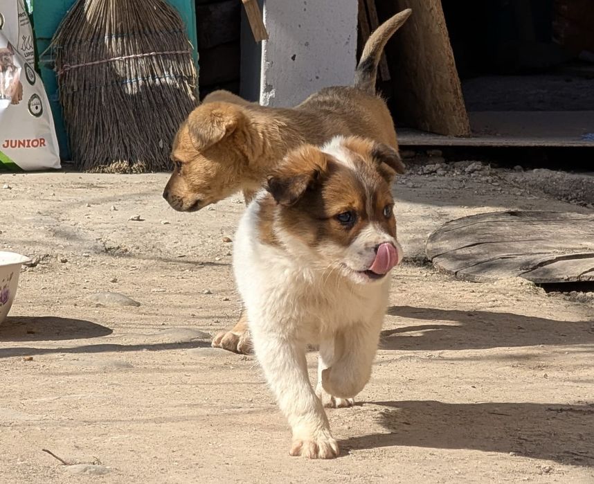 Catelus pentru adoptie si transport PH