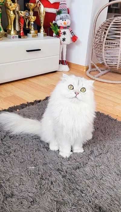 Scottish fold baiat cu pedigree wcf