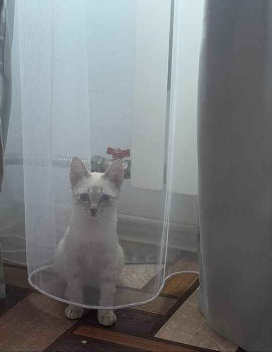 Продаётся котёнок мальчик