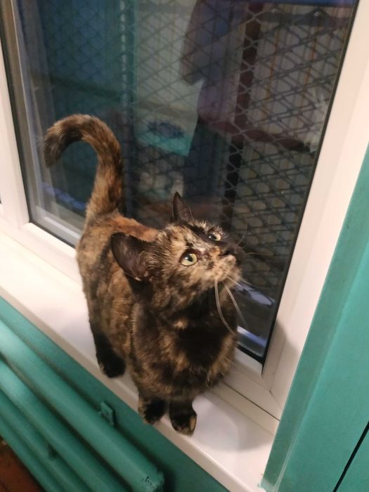 Кошечки в добрые руки