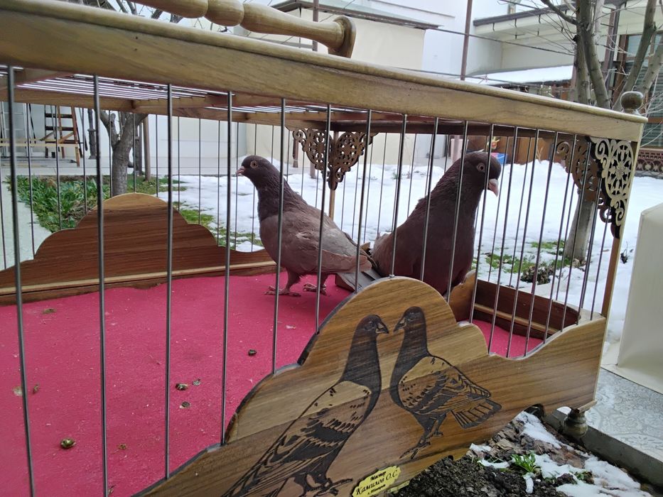 Кабутарлар голуби